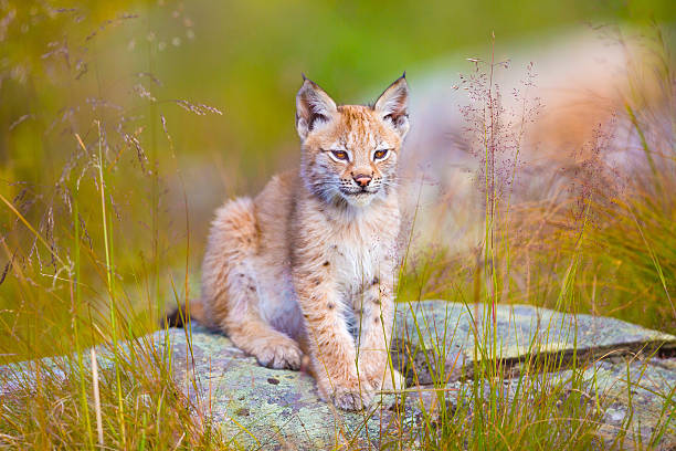 istock Cute young lynx cub sitting in the grass 598936184