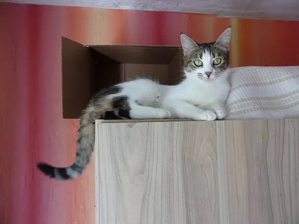 Serious, funny,cat, with, yellow, eyes, lying, in, a, box, on, a, wardrobe,cute,