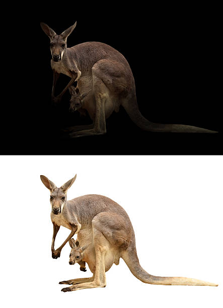 istock female kangaroo and joey 598948536