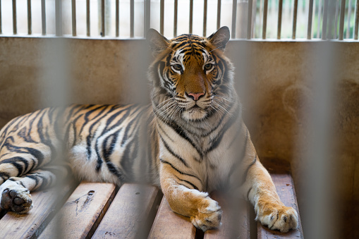 tiger behind bars in a zoo cage