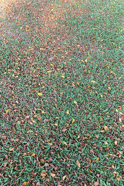 istock Autumn leaves on the lawn. 598948860