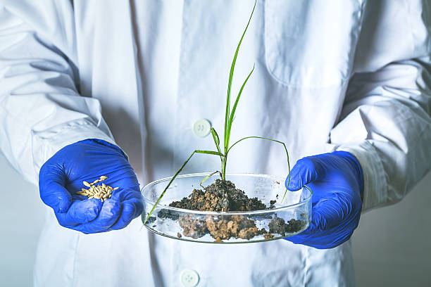 istock research with  rice seeds in hand 598948868