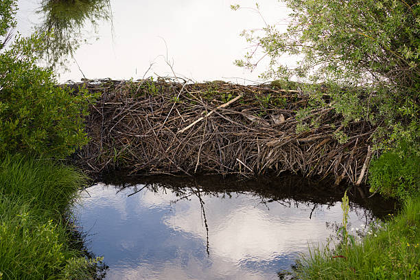 Beaver Dam Wild Animal Lodge Lake Rocky Mountains Long Standing Beaver Dam Grand Teton National Park beaver dam stock pictures, royalty-free photos & images