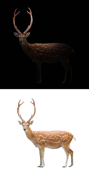 istock sika deer on dark and white background 598949262