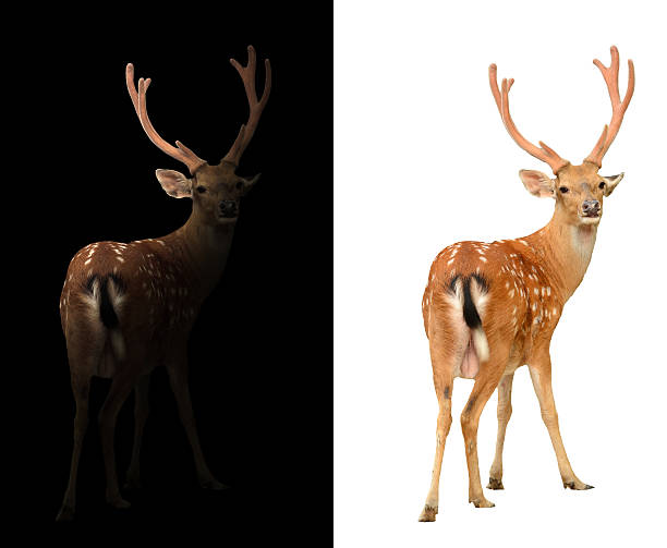 istock sika deer on dark and white background 598949300