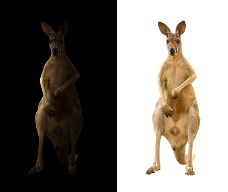 kangaroo isolated and kangaroo in the dark