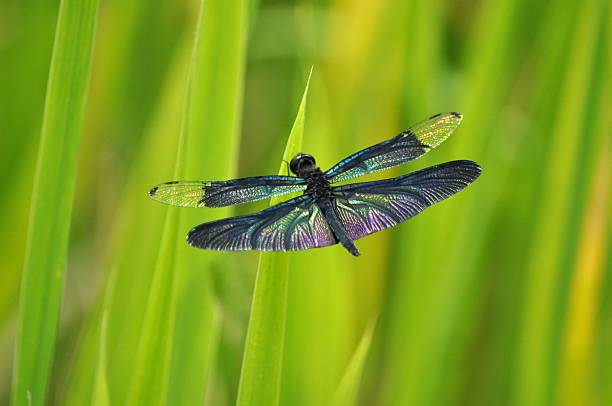 istock Rhyothemis fuliginosa 598949776