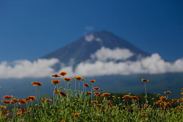 istock Summer Mt. Fuji with flowers 598949956