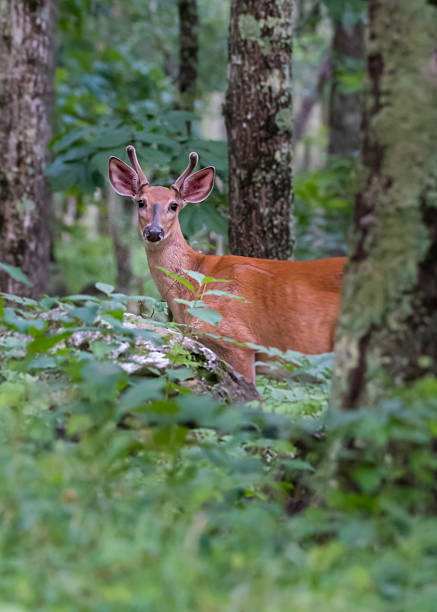 istock Young Buck In the Woods 598950048