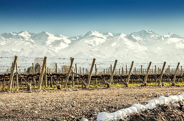 istock Mendoza, vineyards land 598950172