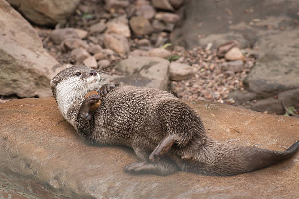 Eurasian otter (Lutra lutra)
