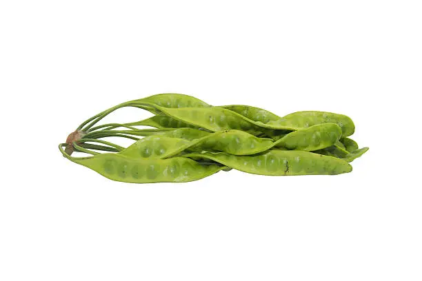 Bitter bean, Twisted cluster bean ( Parkia speciosa) thai vegetable isolated on white background