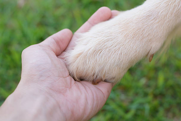 istock Friendship between human and dog - shaking hand and paw 598951508