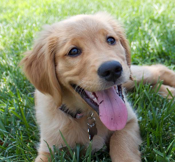 istock Golden Retriever Puppy Smiling 598951526