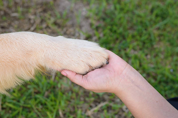 istock Friendship between human and dog - shaking hand and paw 598951546