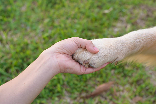 istock Friendship between human and dog - shaking hand and paw 598951634