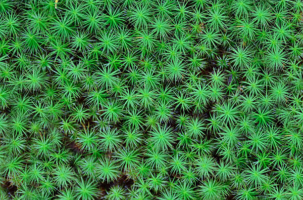 Common haircap moss, common hair moss, great gold headed