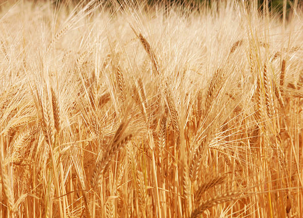 istock Golden barley in sunlit field 598952594