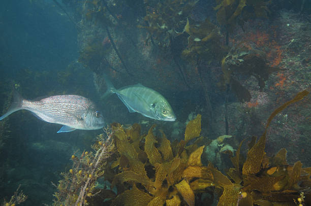 istock Snapper and trevally among kelp 598952948