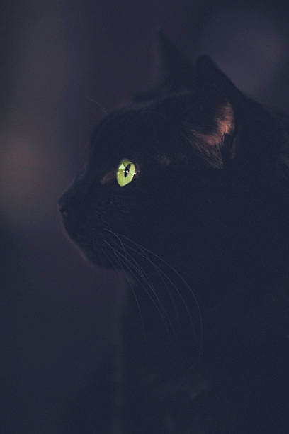 istock Beautiful black cat profile against dark background 598953184
