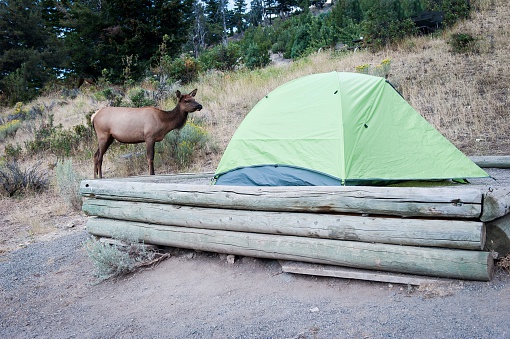 mule deer near a tent