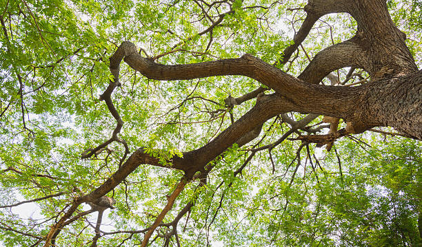 istock big trees on the mist of field 598956452