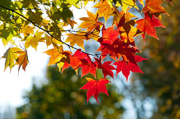 istock Autumn leaves which turned red and yellow 598956592
