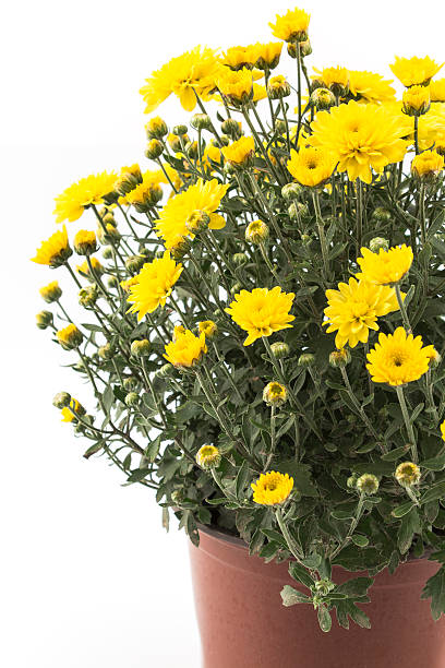 istock Yellow Chrysanthemum Potted 598956694