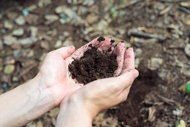 istock Woman holding a soil 598957204