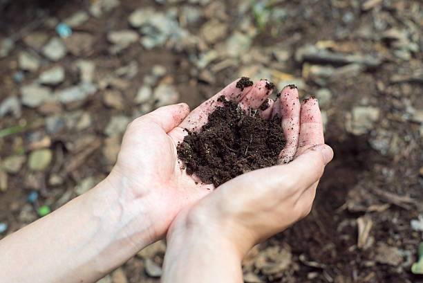 istock Woman holding a soil 598957222