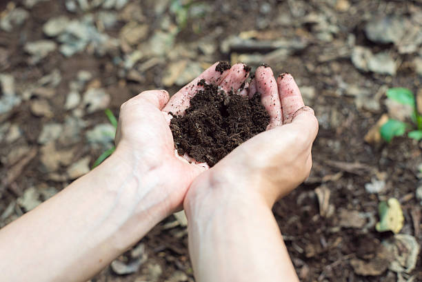 istock Woman holding a soil 598957248