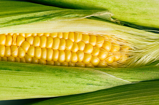 the closeup of sweet corn