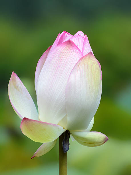 ピンクのネルンボヌシフェラの花のクローズアップ、インドの蓮としても知られています - lotus pink petal closed ストックフォトと画像