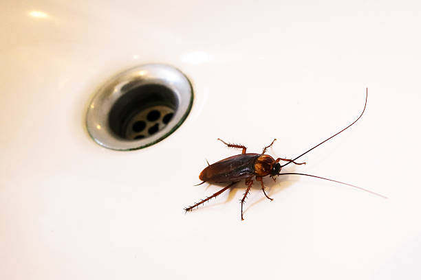 Cockroaches in the sink.