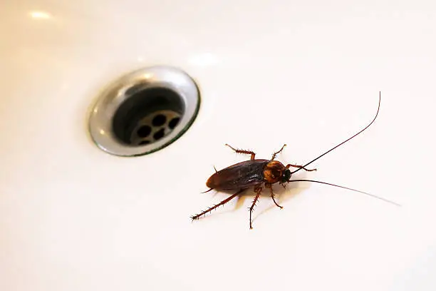 The Cockroaches on the sink in the bathroom.