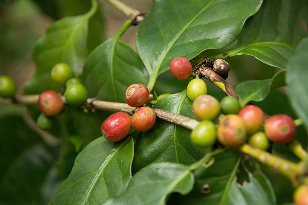 istock Red, green coffee beans on the branch 598958580