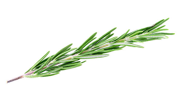istock rosemary isolated on white background 598958644