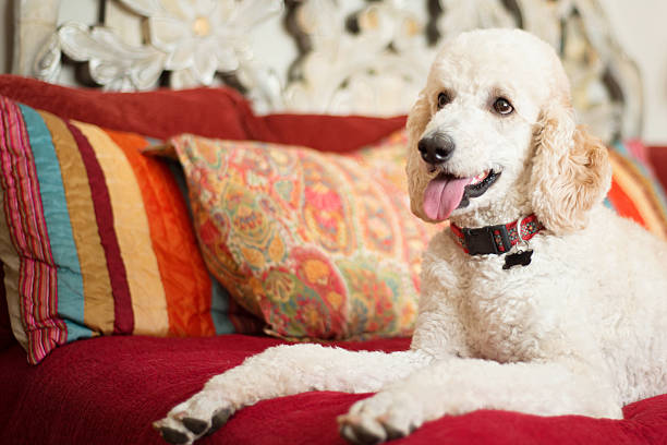 White Standard Poodle