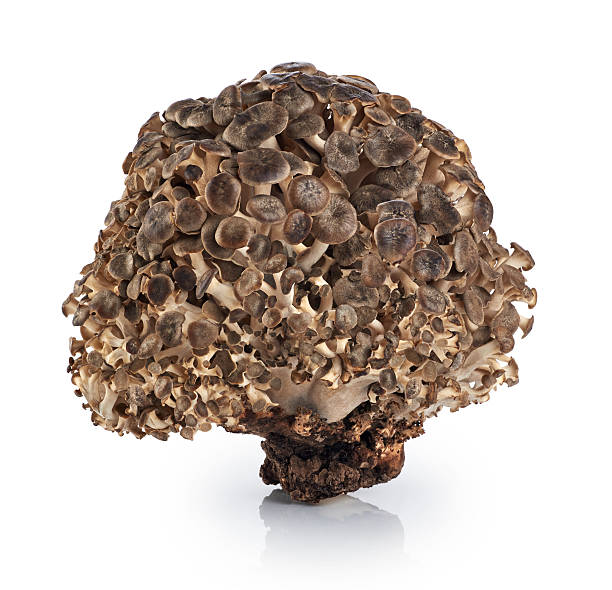 istock Grifola frondosa, Sheep's Head mushroom (maitake mushroom) 598961368