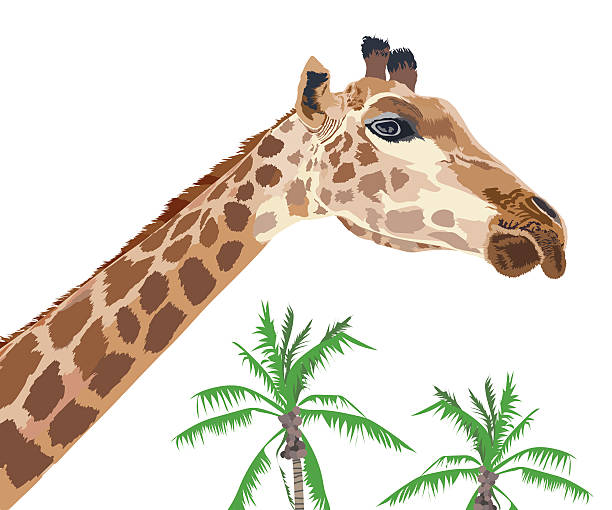 illustrazioni stock, clip art, cartoni animati e icone di tendenza di bellissima giraffa adulta con albero di cocco. - brindled