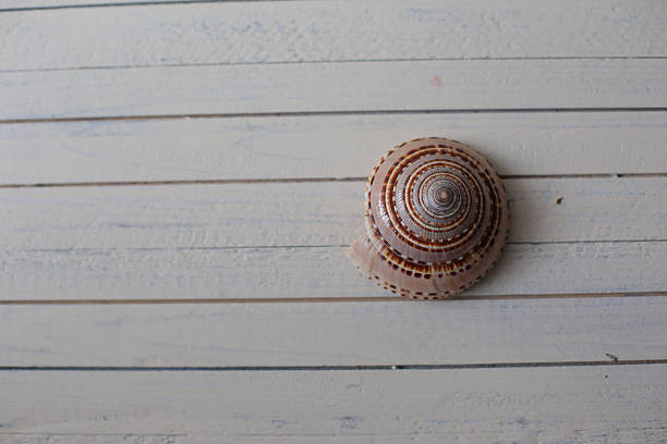 Marine items on a wooden boards on sandy background