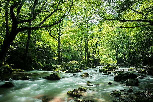 el verde fresco del valle de odamiyama y el puente - shikoku fotografías e imágenes de stock