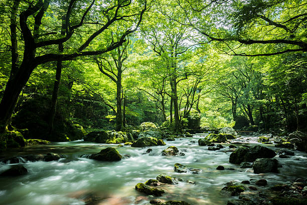 小田山渓谷の緑と橋 - 小川 ストックフォトと画像