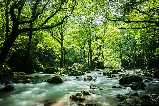 The fresh green of Odamiyama valley and the bridge (Ehime Prefecture Kita-gun, Uchiko-cho)