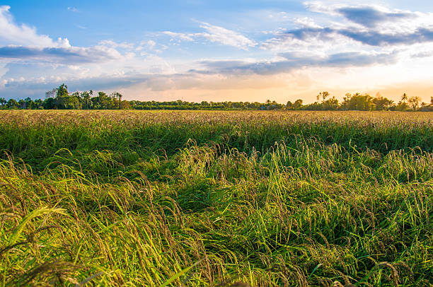 istock Green rice fild with evening sky 598963204