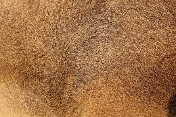 istock CAMEL AT PUSHKAR CAMEL FAIR IN RAJASTHAN, INDIA 598963532