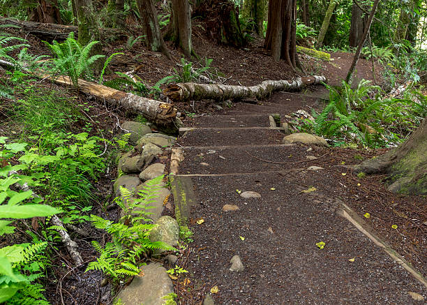 istock Forest Trail Wood Steps Pacific Northwest Olympic Peninsula Washington State 598963670