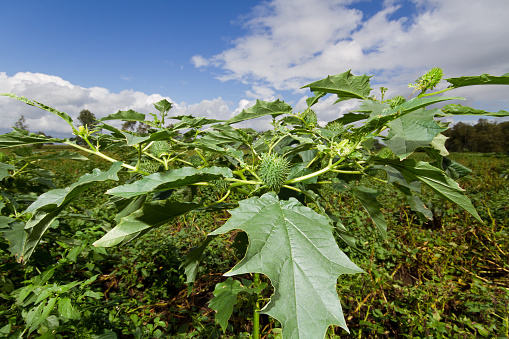 Thornapple (Datura stramonium), also known as Jimson weed or Devil’s snare, Datura stramonium