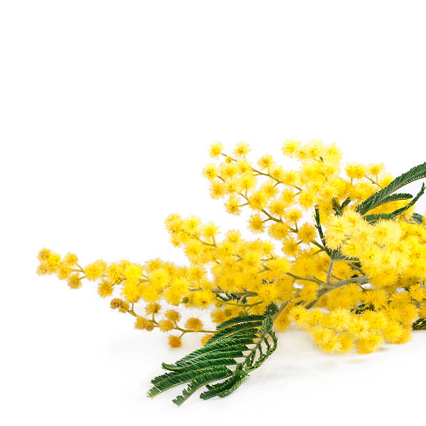 istock Branch of mimosa (acacia) tree with yellow flowers 599100204