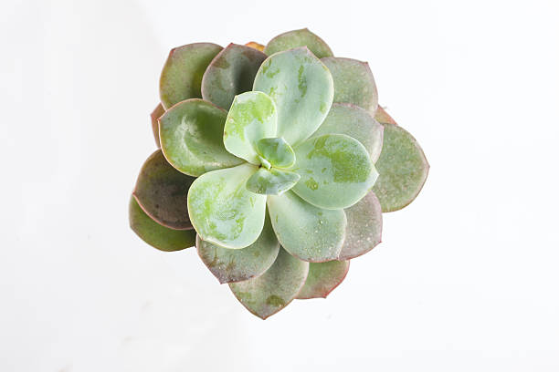 istock Succuent  plant with white background 599101204